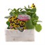 Pansy F1 Blue Wing 6 Pack Boxed Bedding  Alternative Image