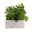 Pansy F1 Blue Wing 6 Pack Boxed Bedding  Alternative Image