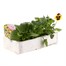 Pansy F1 Blue Wing 6 Pack Boxed Bedding  Alternative Image