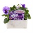 Pansy F1 Lavender Shades 6 Pack Boxed Bedding Alternative Image