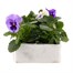 Pansy F1 Lavender Shades 6 Pack Boxed Bedding Alternative Image