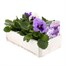 Pansy F1 Lavender Shades 6 Pack Boxed Bedding Alternative Image