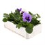 Pansy F1 Lavender Shades 6 Pack Boxed Bedding Alternative Image