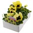 Pansy F1 Lemon Blotch 6 Pack Boxed Bedding Alternative Image