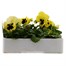 Pansy F1 Lemon Blotch 6 Pack Boxed Bedding Alternative Image