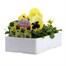 Pansy F1 Lemon Blotch 6 Pack Boxed Bedding Alternative Image