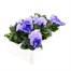 Pansy F1 Light Blue 6 Pack Boxed Bedding Alternative Image