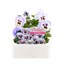 Pansy F1 Marina 6 Pack Boxed Bedding Alternative Image