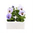 Pansy F1 Marina 6 Pack Boxed Bedding Alternative Image