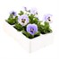 Pansy F1 Marina 6 Pack Boxed Bedding Alternative Image