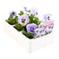 Pansy F1 Marina 6 Pack Boxed Bedding Alternative Image