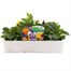 Pansy F1 Mixed 20 Pack Boxed Bedding Alternative Image