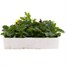 Pansy F1 Mixed 20 Pack Boxed Bedding Alternative Image