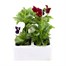 Pansy F1 Mixed 6 Pack Boxed BeddingAlternative Image2