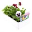 Pansy F1 Mixed 6 Pack Boxed BeddingAlternative Image3