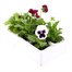 Pansy F1 Mixed 6 Pack Boxed BeddingAlternative Image4