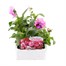 Pansy F1 Pink Shades 6 Pack Boxed Bedding Alternative Image
