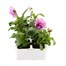 Pansy F1 Pink Shades 6 Pack Boxed Bedding Alternative Image