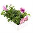 Pansy F1 Pink Shades 6 Pack Boxed Bedding Alternative Image