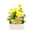 Pansy F1 Primrose 6 Pack Boxed Bedding Alternative Image