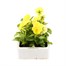 Pansy F1 Primrose 6 Pack Boxed Bedding Alternative Image