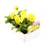 Pansy F1 Primrose 6 Pack Boxed Bedding Alternative Image