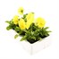 Pansy F1 Primrose 6 Pack Boxed Bedding Alternative Image