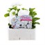 Pansy F1 Pure White 6 Pack Boxed BeddingAlternative Image1