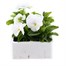 Pansy F1 Pure White 6 Pack Boxed BeddingAlternative Image2