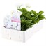 Pansy F1 Pure White 6 Pack Boxed BeddingAlternative Image3