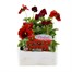 Pansy F1 Red 6 Pack Boxed BeddingAlternative Image1