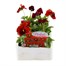 Pansy F1 Red 6 Pack Boxed Bedding Alternative Image