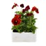 Pansy F1 Red 6 Pack Boxed BeddingAlternative Image2