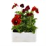 Pansy F1 Red 6 Pack Boxed Bedding Alternative Image