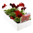 Pansy F1 Red 6 Pack Boxed Bedding Alternative Image