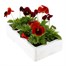 Pansy F1 Red 6 Pack Boxed Bedding Alternative Image