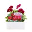 Pansy F1 Rose 6 Pack Boxed BeddingAlternative Image1