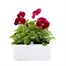 Pansy F1 Rose 6 Pack Boxed BeddingAlternative Image2