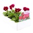 Pansy F1 Rose 6 Pack Boxed BeddingAlternative Image3