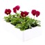 Pansy F1 Rose 6 Pack Boxed BeddingAlternative Image4