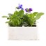Pansy F1 Sweet Light Mix 6 Pack Boxed Bedding  Alternative Image
