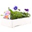 Pansy F1 Sweet Light Mix 6 Pack Boxed Bedding  Alternative Image