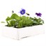 Pansy F1 Sweet Light Mix 6 Pack Boxed Bedding  Alternative Image