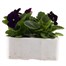 Pansy F1 Violet 6 Pack Boxed Bedding Alternative Image