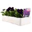 Pansy F1 Violet 6 Pack Boxed Bedding Alternative Image