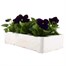 Pansy F1 Violet 6 Pack Boxed Bedding Alternative Image