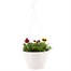 Pansy Mixed 25cm Hanging Pot Bedding  Alternative Image