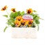 Pansy F1 Orange Blotch 6 Pack Boxed Bedding Alternative Image