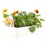 Pansy F1 Orange Blotch 6 Pack Boxed Bedding Alternative Image