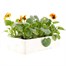 Pansy F1 Orange Blotch 6 Pack Boxed Bedding Alternative Image